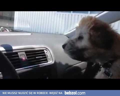 Szczeniak walczy z klimatyzacją