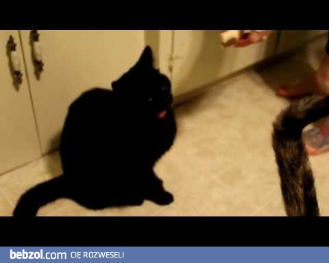 Koty nie lubią bananów