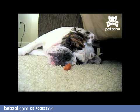 Jak obudzić chrapiącego psa?