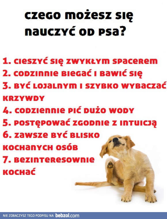 Czego możesz nauczyć się od psa?