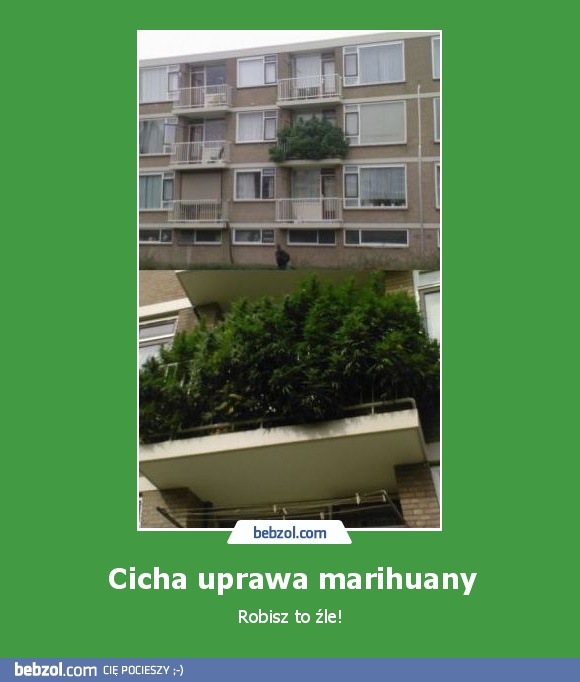 Cicha uprawa marihuany