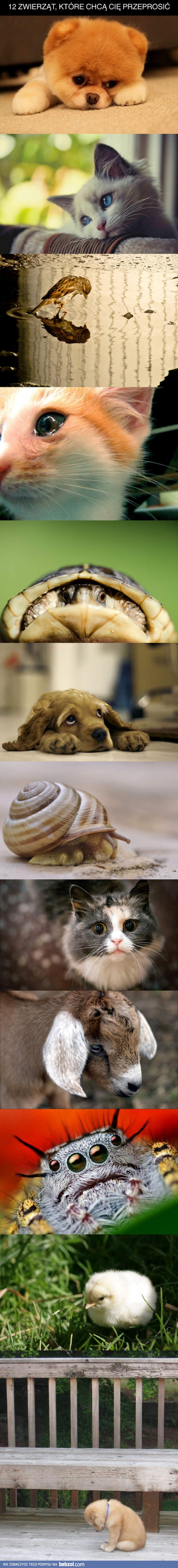 12 zwierzaków, które chcą cię przeprosić