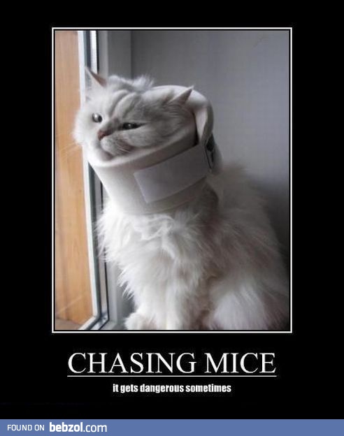 Chasing mice