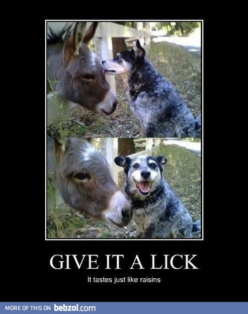 Give it a lick!