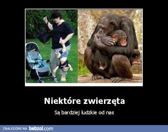 Zwierzęce zachowanie