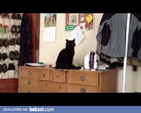 Teddy - koci skurczybyk