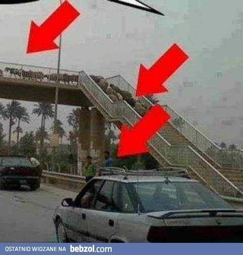 Bydło idzie przez ulicę