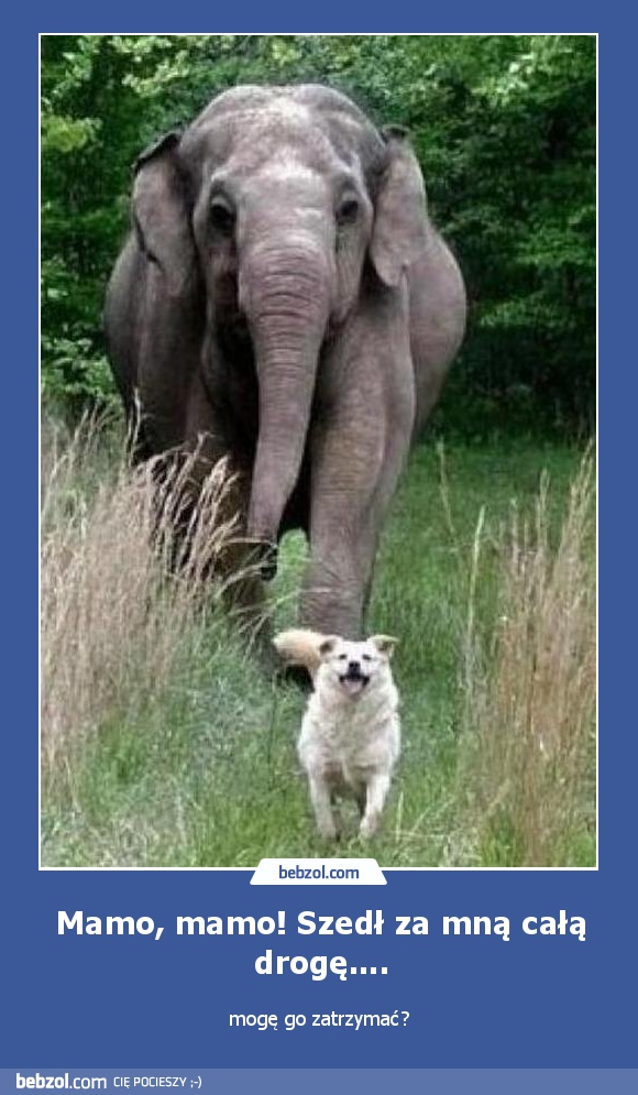 Mamo, mamo! Szedł za mną całą drogę...