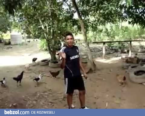 Jak się przywołuje kury