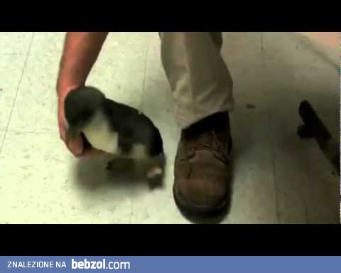 Łaskotanie pingwina