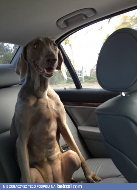 Chyba lubi jeździć autem