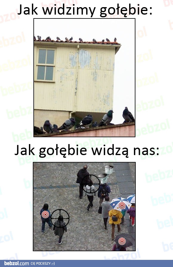 Świat okiem gołębia