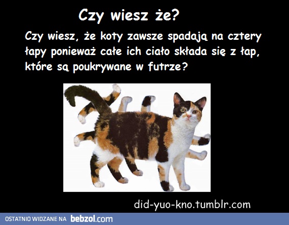 Dlaczego koty spadają na cztery łapy?