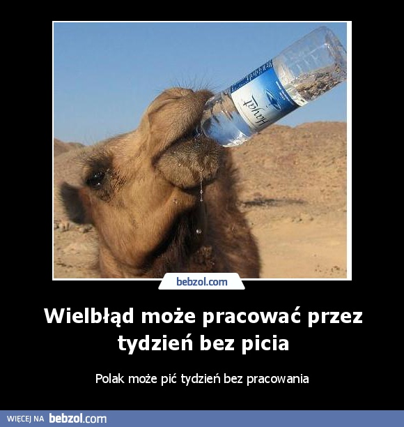 Wielbłąd może pracować przez tydzień bez picia