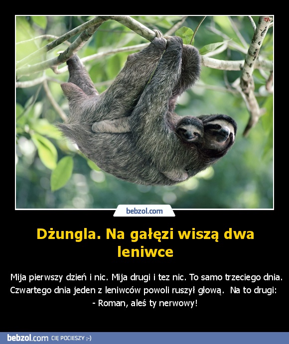 Dżungla. Na gałęzi wiszą dwa leniwce