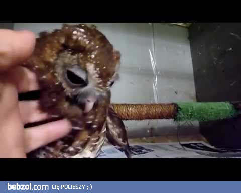 Pieszczotliwa sówka