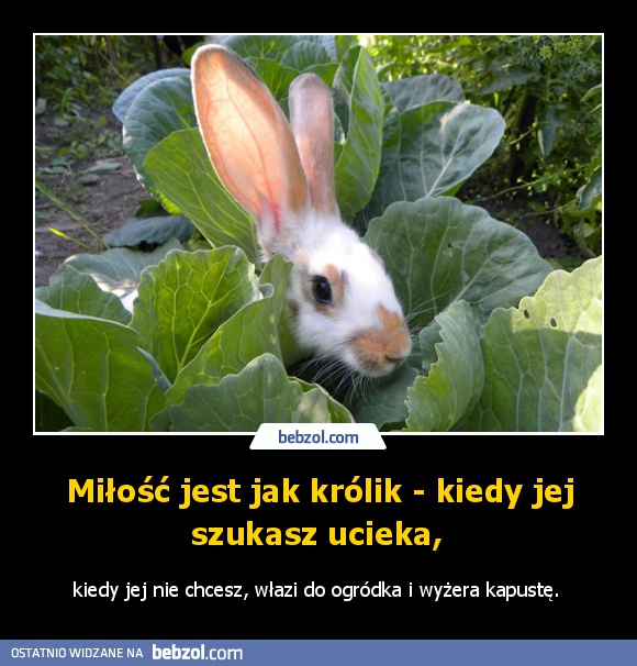 Miłość jest jak królik - kiedy jej szukasz ucieka