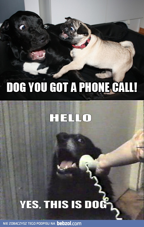 Pies, telefon do ciebie!