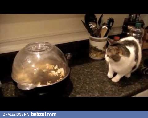 Kocia kompilacja wpadek