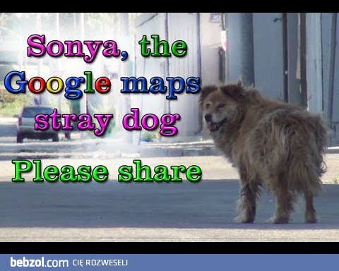 Sonya, bezdomny pies z Google Maps