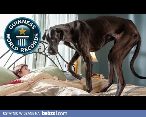Największy pies na świecie