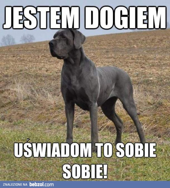 Jestem dogiem!