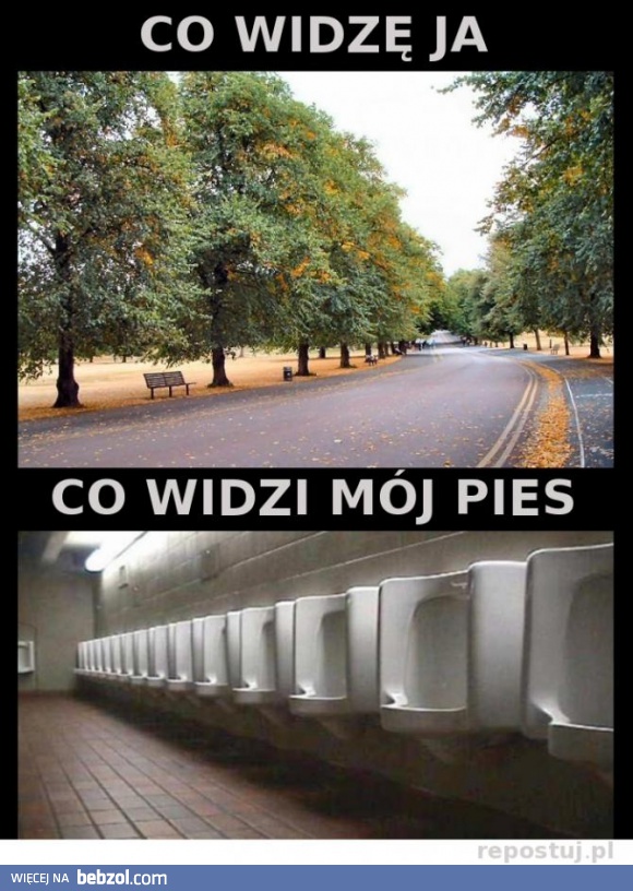 Co widzę ja, a co widzi mój pies