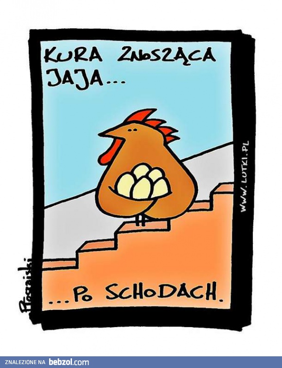 Kura znosząca jaja