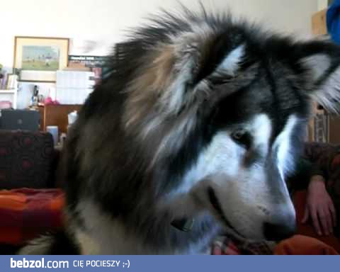 Pies ogląda się na laptopie