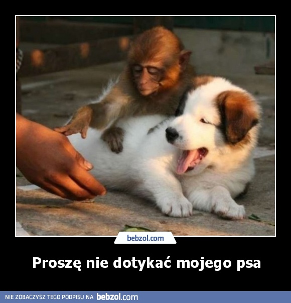 Proszę nie dotykać mojego psa