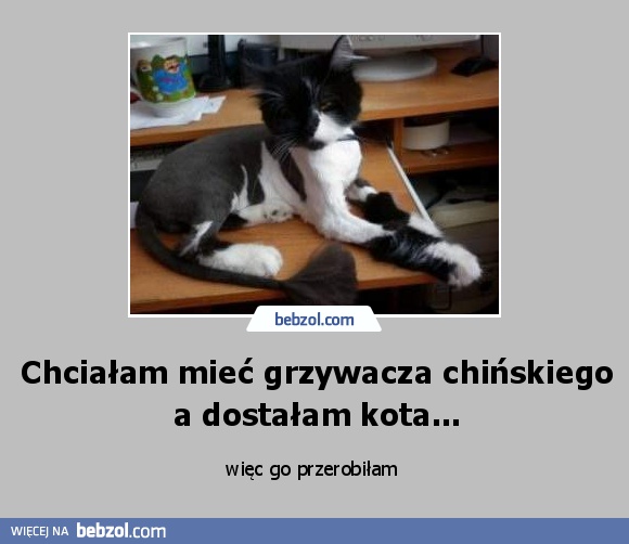 Chciałam mieć grzywacza chińskiego a dostałam kota...