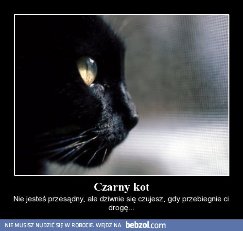 Czarny kot