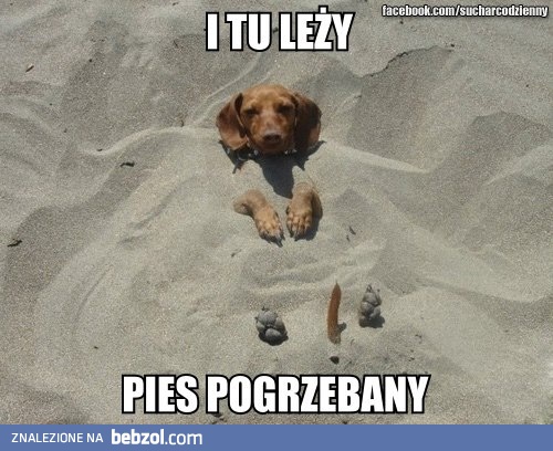 I tu leży pies pogrzebany