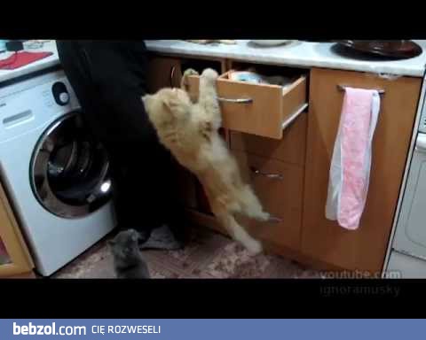 Koty do zadań specjalnych