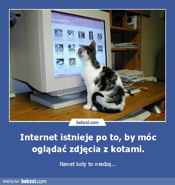 Internet istnieje po to, by móc oglądać zdjęcia z kotami.