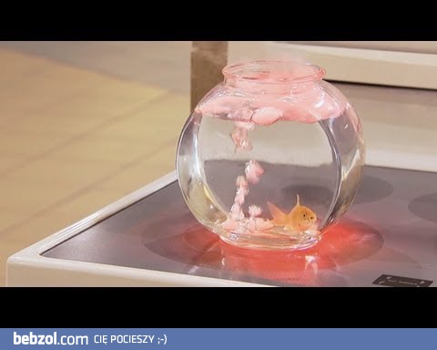 Złota rybka na kuchence