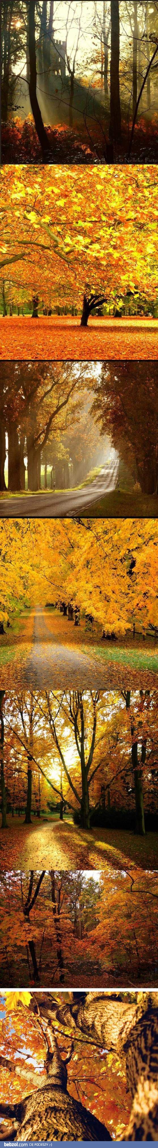 Złota polska jesień