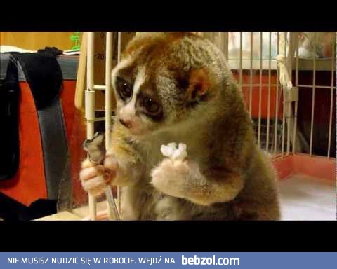 Lemur Kinako i ryżowa kulka