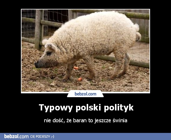 Typowy polski polityk