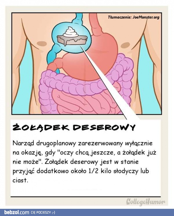 Odkryto nowy narząd