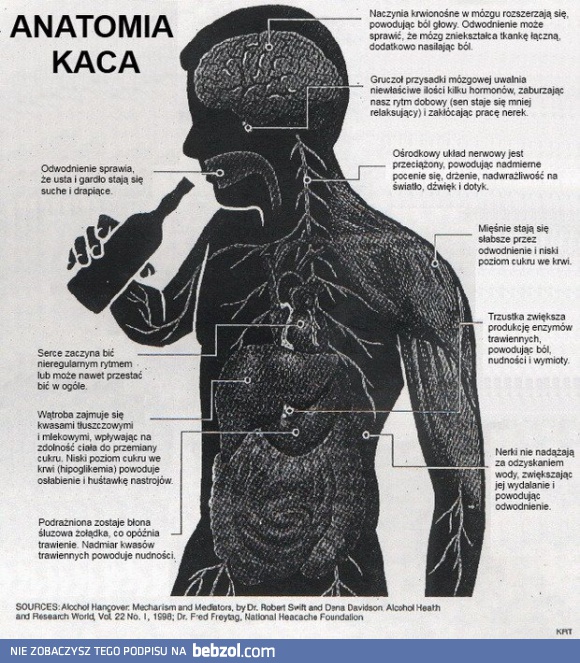 Anatomia kaca