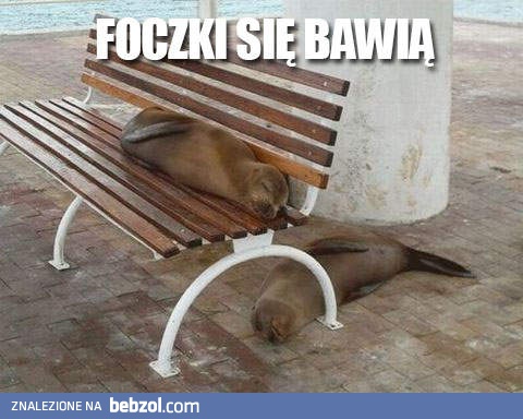 Foczki się bawią