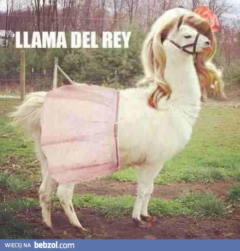 Llama Del Rey