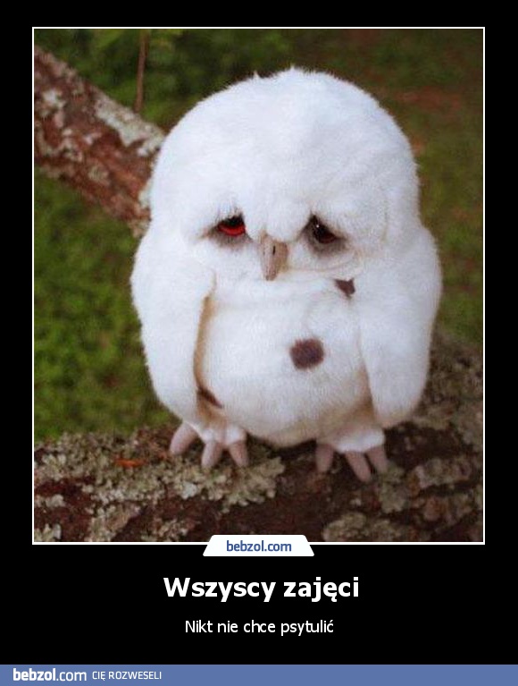 Wszyscy zajęci