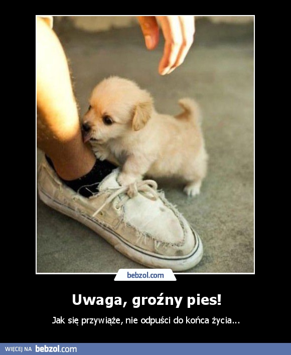 Uwaga, groźny pies!