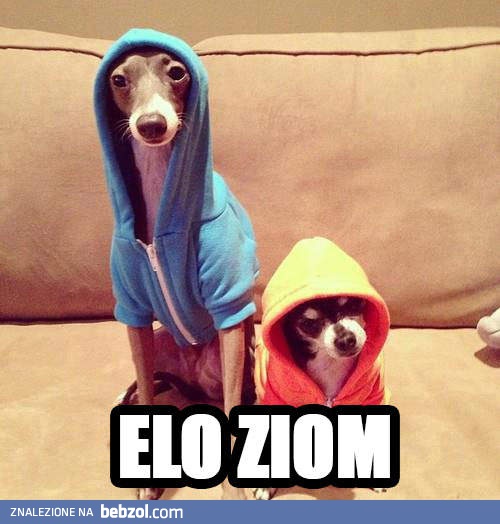 Elo ziom!