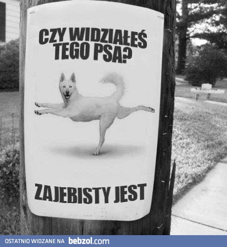 Widziałeś tego psa?