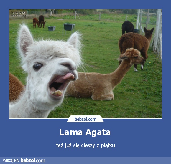Lama Agata 