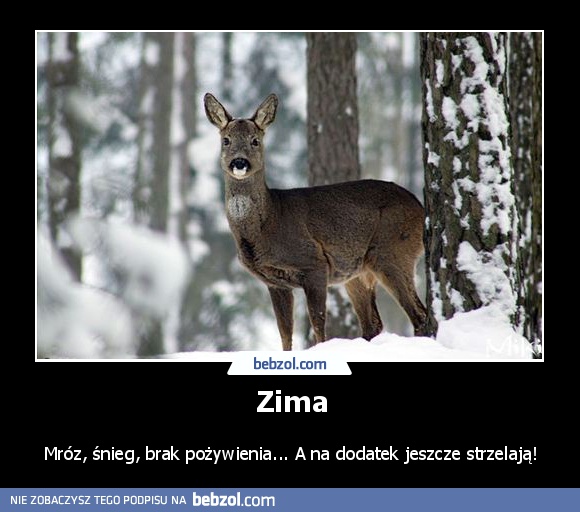 Zima