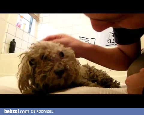 Wzruszająca historia Fiony- suczka ze śmietnika